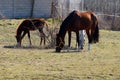 Horses in a corral nibbling grass on a sunny day