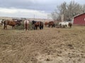 Horses corral at Terry Bison Ranch Cheyenne, Wyoming