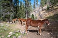 Horses corralled at a campsite, standing. Taken in the Gila National Forest of New Mexico