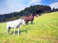 Horses in countryside field