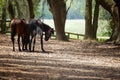 Horses in countryside