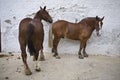 Horses in the courtyard of bands of the bullring