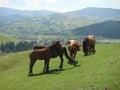 Horses and cow on a lawn in the Bucovina in Romania.