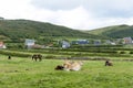 Horses and cows graze on green grass near Biville on the coast of English Channel in Normady, France Royalty Free Stock Photo