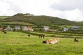 Horses and cows graze on green grass near Biville on the coast of English Channel in Normady, France Royalty Free Stock Photo