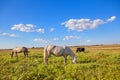 Horses and cows grazing Royalty Free Stock Photo