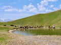 Horses and cows in the Koruldi lake, Great Caucasus mountains close to Mestia in Upper Svaneti, Georgia. Royalty Free Stock Photo