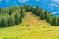 Horses and cows on a meadow on Zwolferhorn mountain Royalty Free Stock Photo