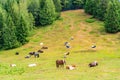 Horses and cows on a meadow on Zwolferhorn mountain Royalty Free Stock Photo