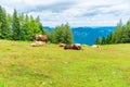 Horses and cows on a meadow on Zwolferhorn mountain Royalty Free Stock Photo