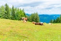 Horses and cows on a meadow on Zwolferhorn mountain Royalty Free Stock Photo