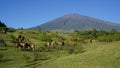 Horses and cows at sembalun hill