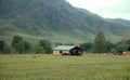 Horses and cows are in vast of Altai meadows Royalty Free Stock Photo