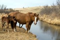 Horses by creek Royalty Free Stock Photo