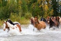 Horses Crossing a River in Alberta, Canada