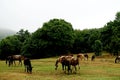 Horses in Daiichi National Park Royalty Free Stock Photo