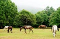 Horses in Daiichi National Park Royalty Free Stock Photo