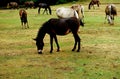 Horses in Daiichi National Park Royalty Free Stock Photo