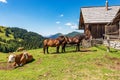 Horses and Dairy Cows on a Mountain Pasture - Italy-Austria Border Royalty Free Stock Photo