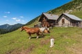 Horses and Dairy Cows on a Mountain Pasture - Italy-Austria Border Royalty Free Stock Photo