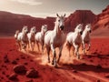 Horses in the desert Royalty Free Stock Photo