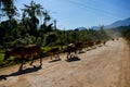 horses in desert, digital photo picture as a background , taken in vang vieng, laos, asia Royalty Free Stock Photo