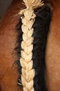 Cute horse tail