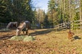 Horses and dog in corral