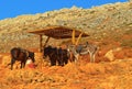 Horses and donkey in the mountains in Crete, Greece