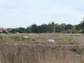 Horses and donkey in the swamps