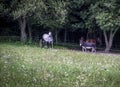 Horses and donkeys in the corral under the trees on the meadows Royalty Free Stock Photo