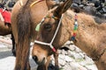 Horses and donkeys on the island of Santorini - the traditional transport for tourists.