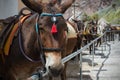 Horses and donkeys on the island of Santorini - the traditional transport for tourists.