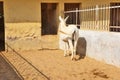 Horses/donkeys/mule at National Research Centre on Equines, Bikaner