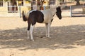 Horses/donkeys/mule at National Research Centre on Equines, Bikaner