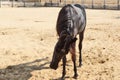 Horses/donkeys/mule at National Research Centre on Equines, Bikaner