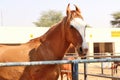 Horses/donkeys/mule at National Research Centre on Equines, Bikaner