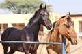 Horses/donkeys/mule at National Research Centre on Equines, Bikaner