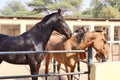 Horses/donkeys/mule at National Research Centre on Equines, Bikaner