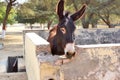 Horses/donkeys/mule at National Research Centre on Equines, Bikaner