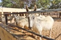 Horses/donkeys/mule at National Research Centre on Equines, Bikaner