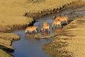 Horses drink water on river Royalty Free Stock Photo