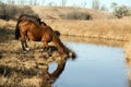 Horses Drinking At Creek Royalty Free Stock Photo