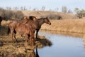 Horses drinking at creek Royalty Free Stock Photo