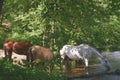 Horses drinking river water Royalty Free Stock Photo