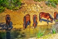 Horses drinking from a small creek Royalty Free Stock Photo