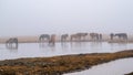 Horses drinking water in Bayanbulak in Spring mist morning