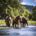 horses drinking water from a river Royalty Free Stock Photo