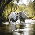 horses drinking water from a river Royalty Free Stock Photo