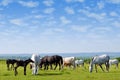 Horses drove on pasture Royalty Free Stock Photo